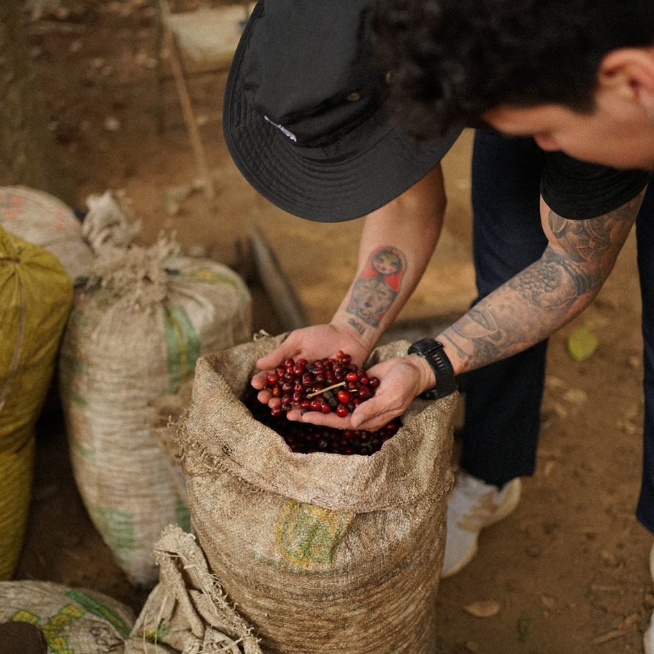 Manos sosteniendo cerezas de café rojas recién cosechadas sobre un saco en una finca cafetalera.
